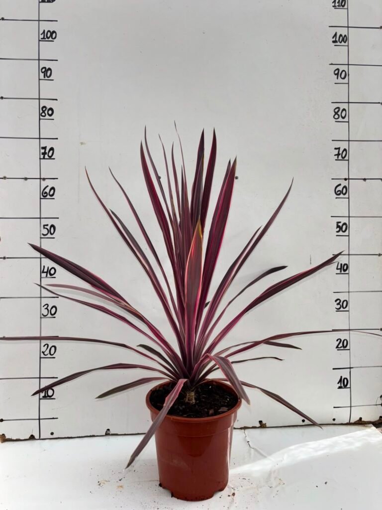 Cordyline Pink Passion C20