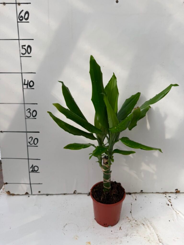 Dracena M12