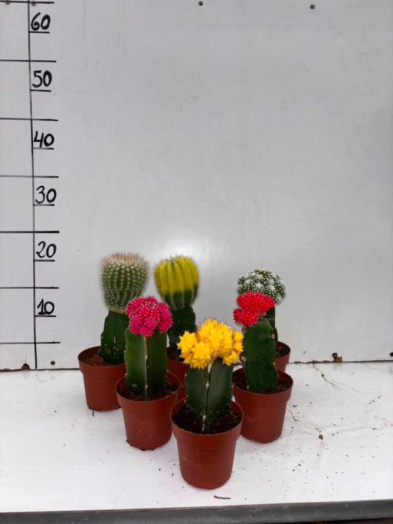 Euphorbia Injerto M8,5