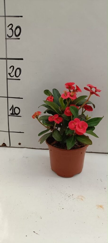 Euphorbia Milii Rojo M10,5