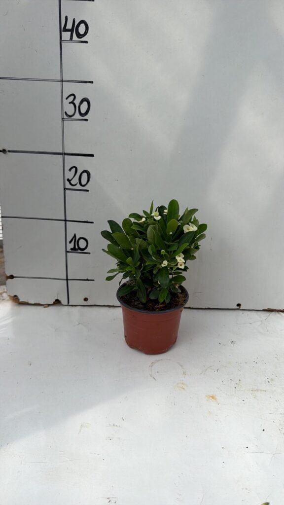 Euphorbia Milli Blanca M10,5