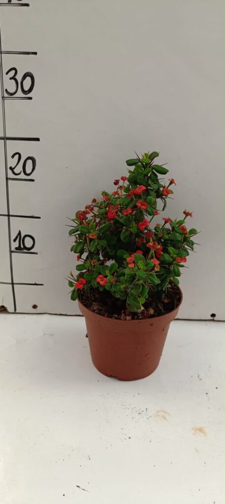 Euphorbia Milii (hoja Mini) M13