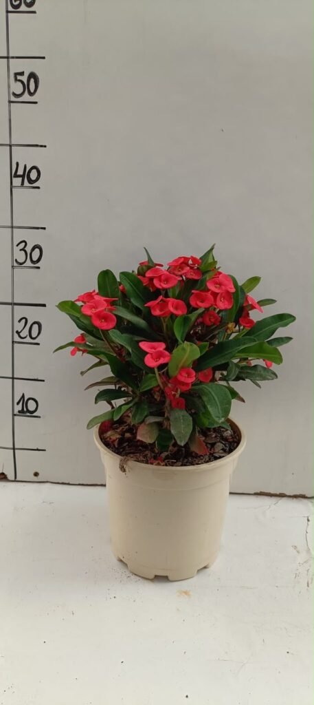 Euphorbia Milii C17