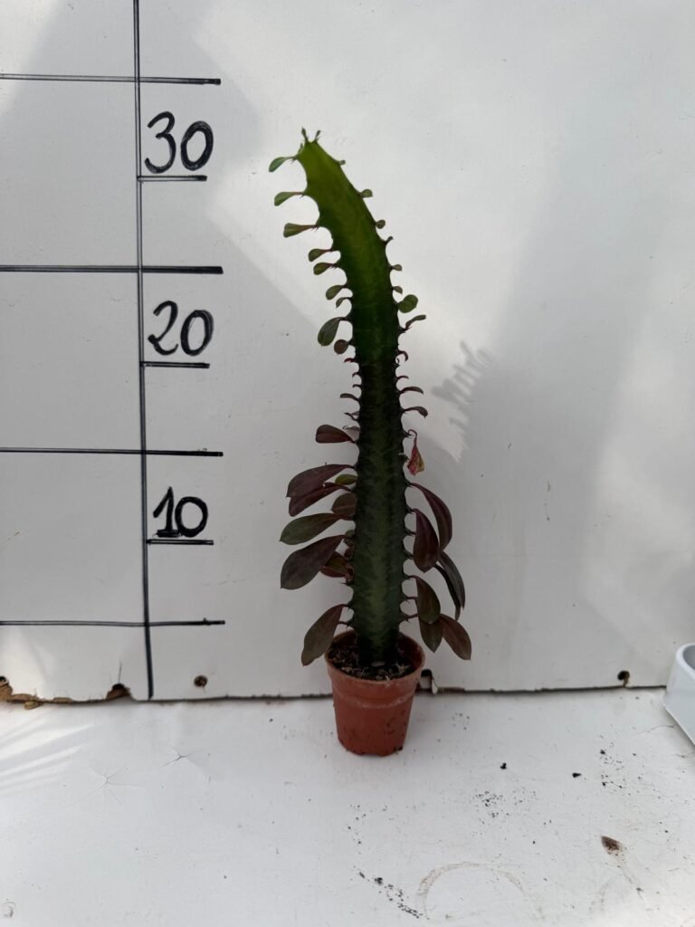 Euphorbia Trigona M5,5