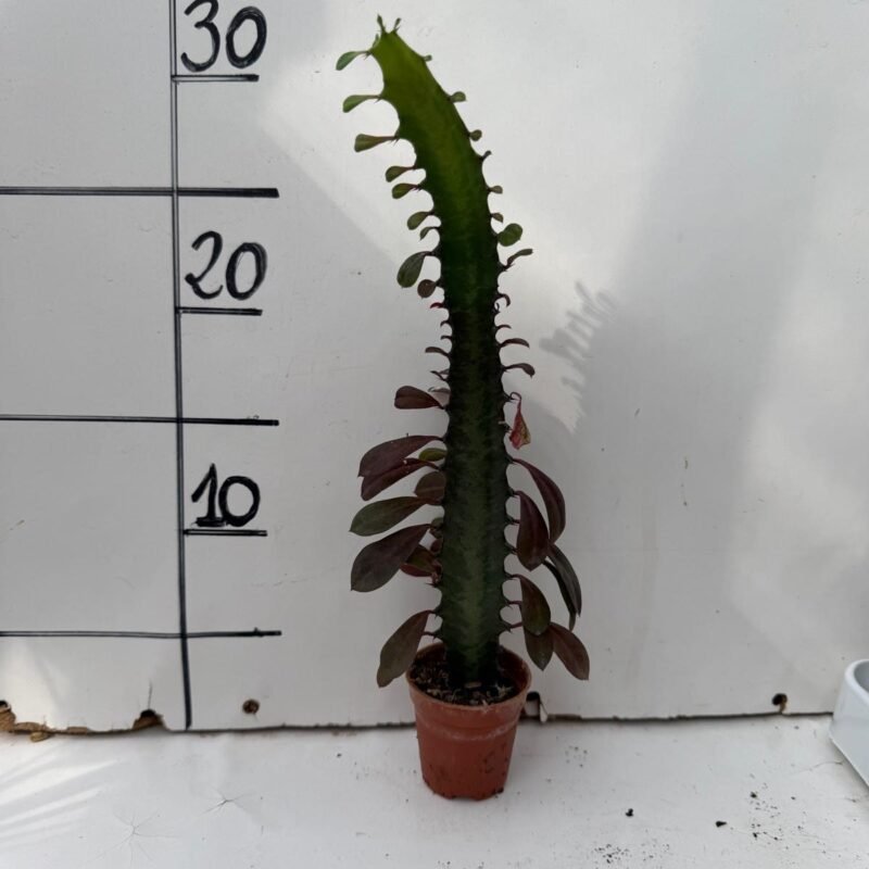 Euphorbia Trigona M5,5