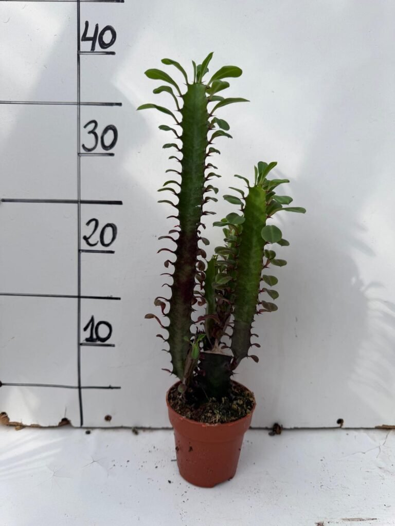 Euphorbia Trigona M8,5