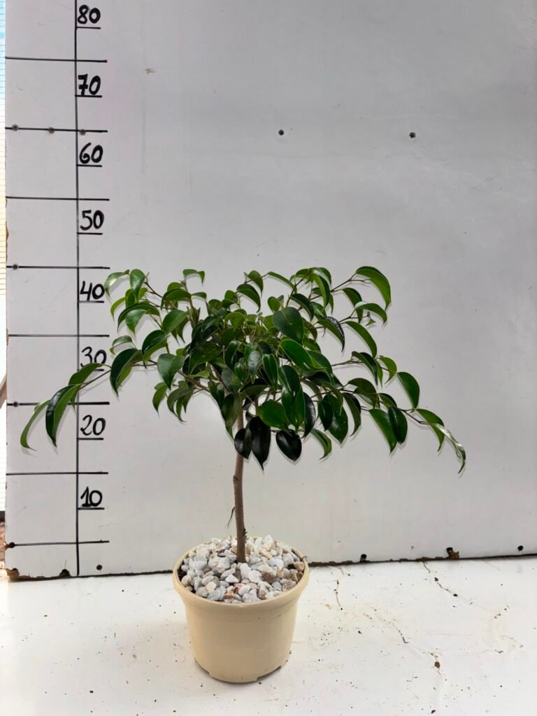 Ficus T15