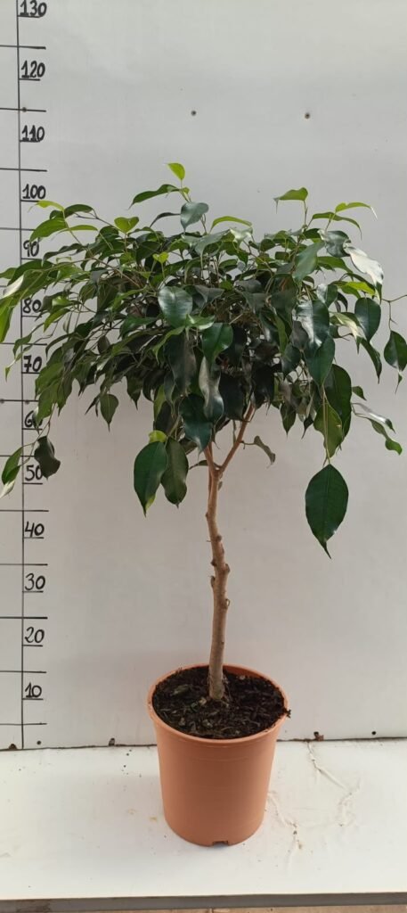 Ficus Daniele C24