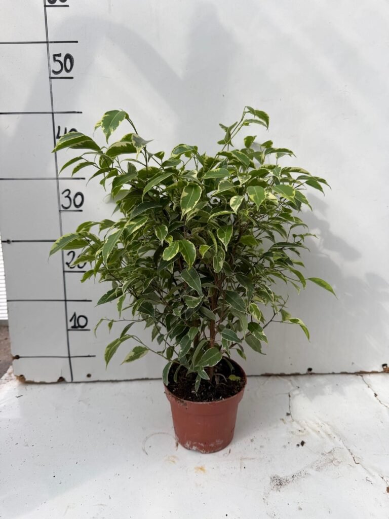 Ficus Kinky C12