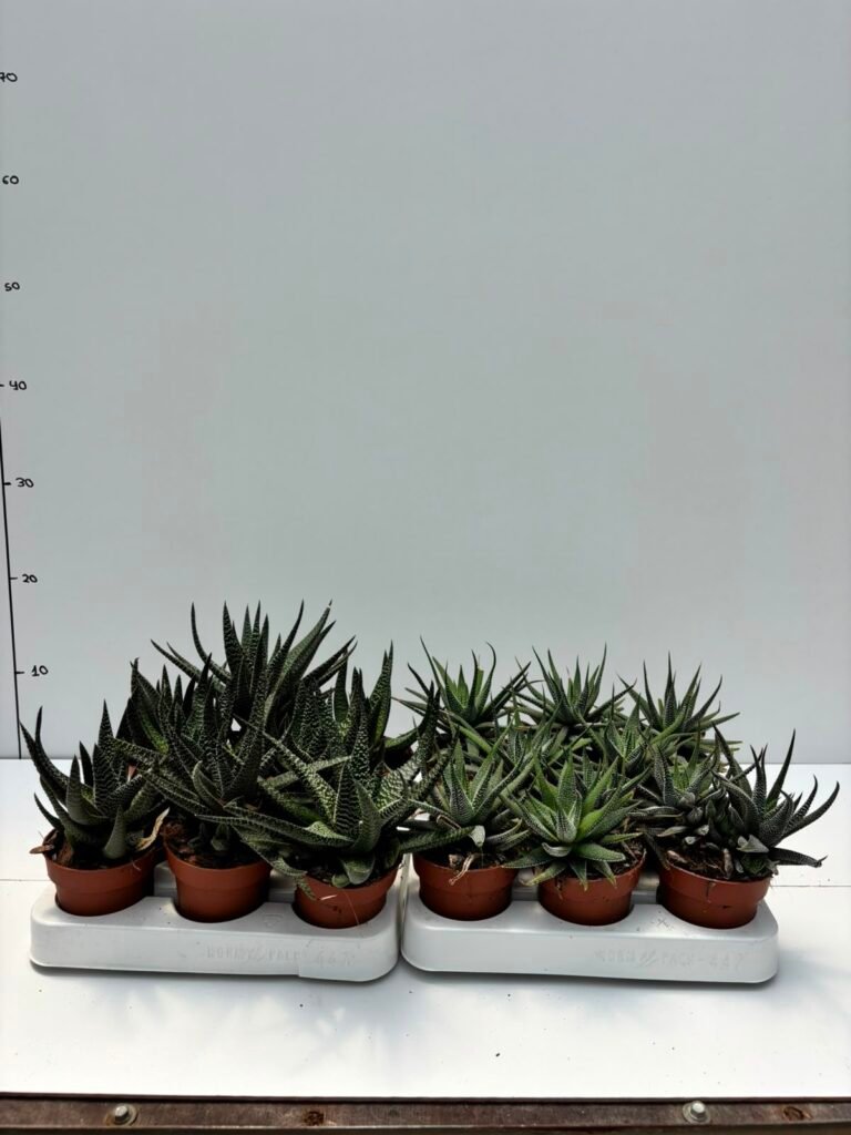 Haworthia M8,5