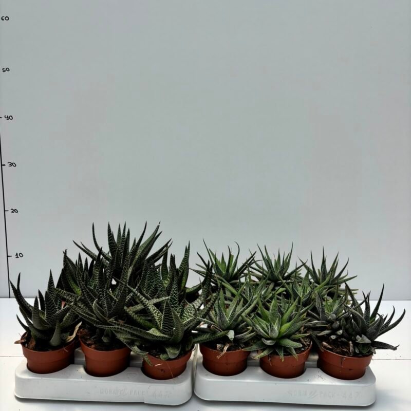 Haworthia M8,5