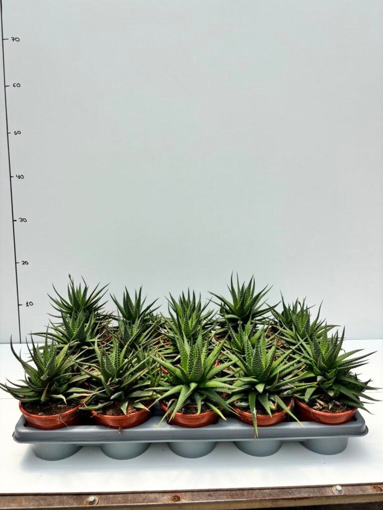 Haworthia M10,5