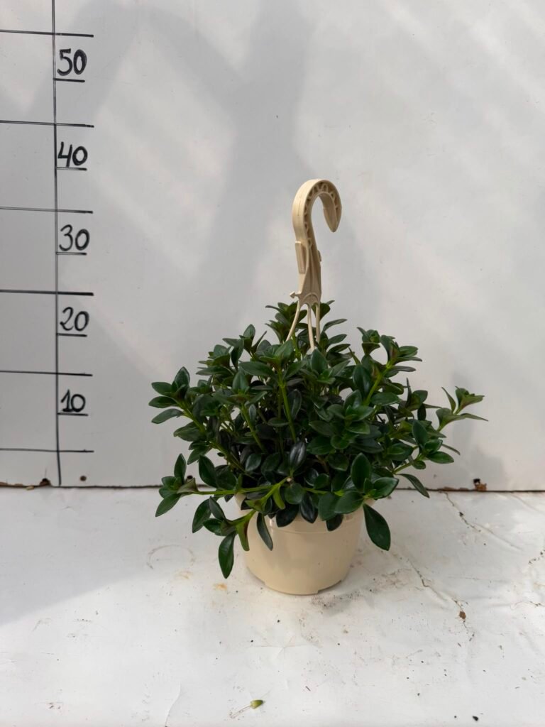 Hypocirta T15