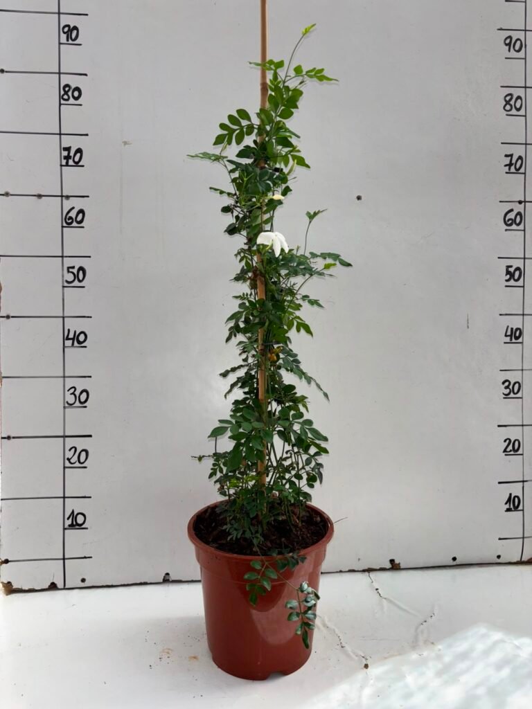 Jazmin Grandiflorum C20