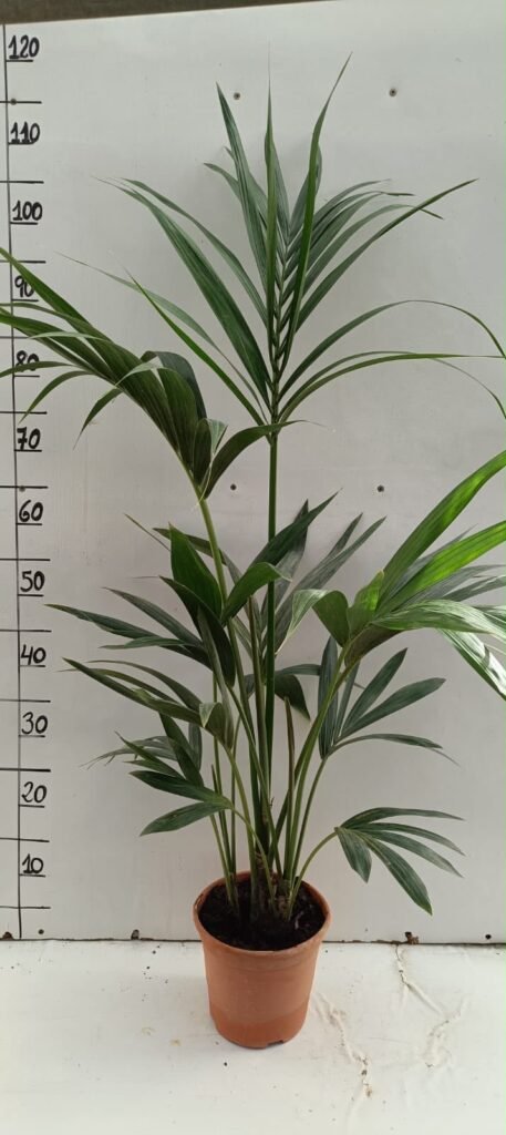 Kentia C17