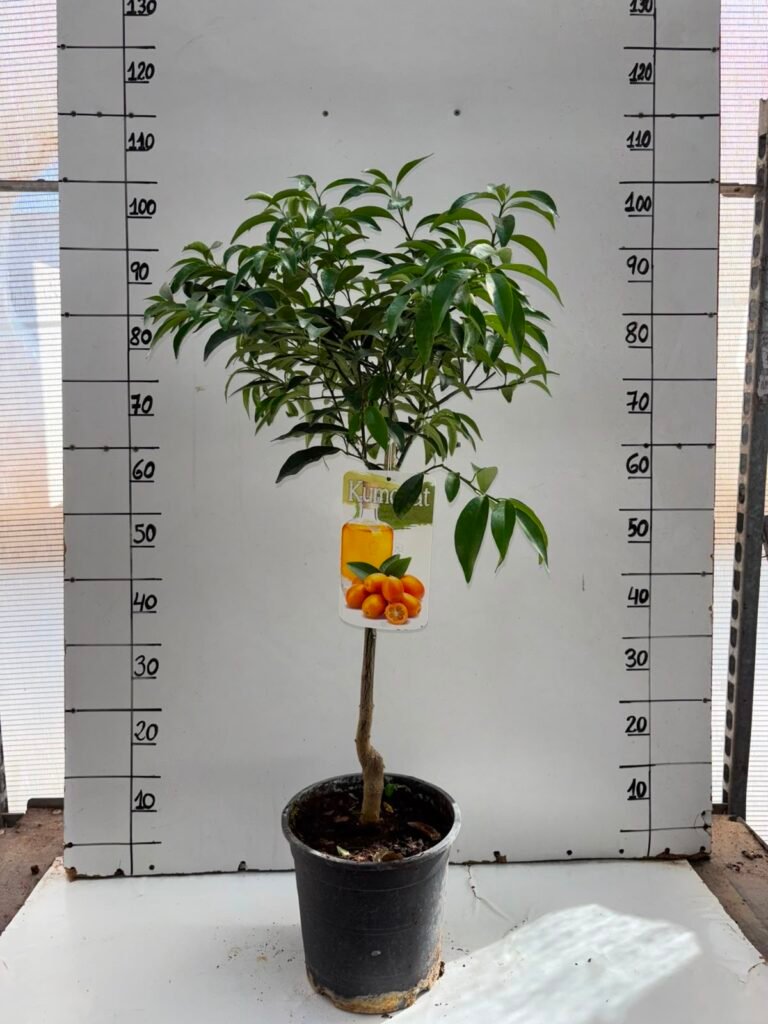 Kumquat C22