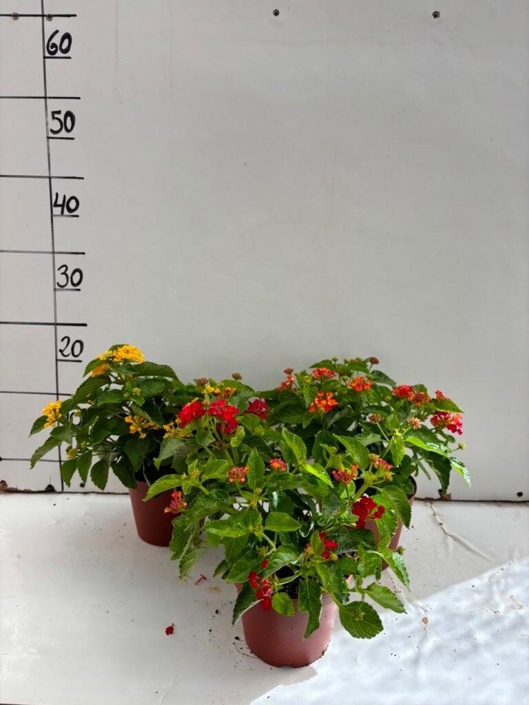 Lantana M13