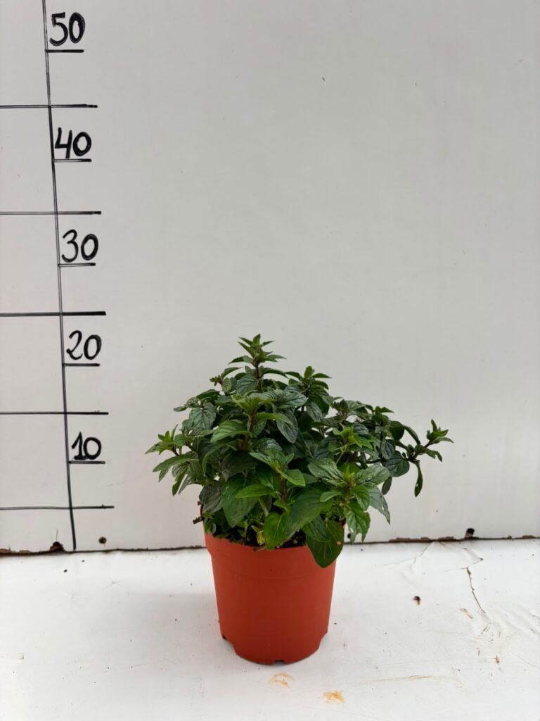 Menta M13