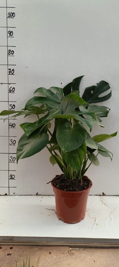 Monstera C20