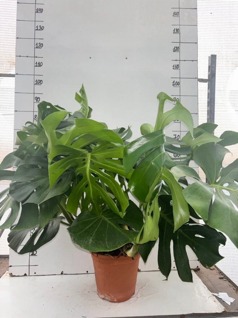 Monstera 6L