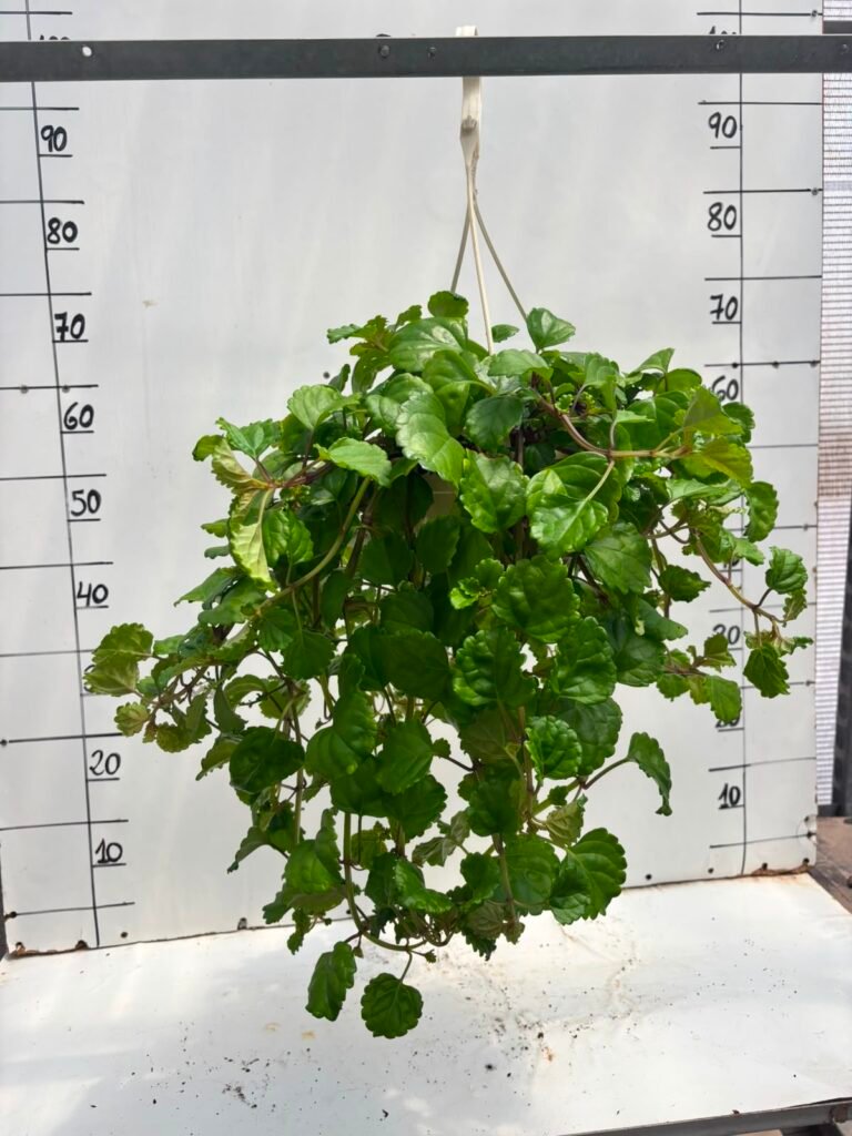 Planta Del Dinero T15
