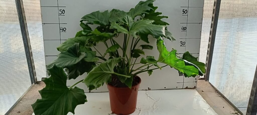 Philodendron Selloum C20