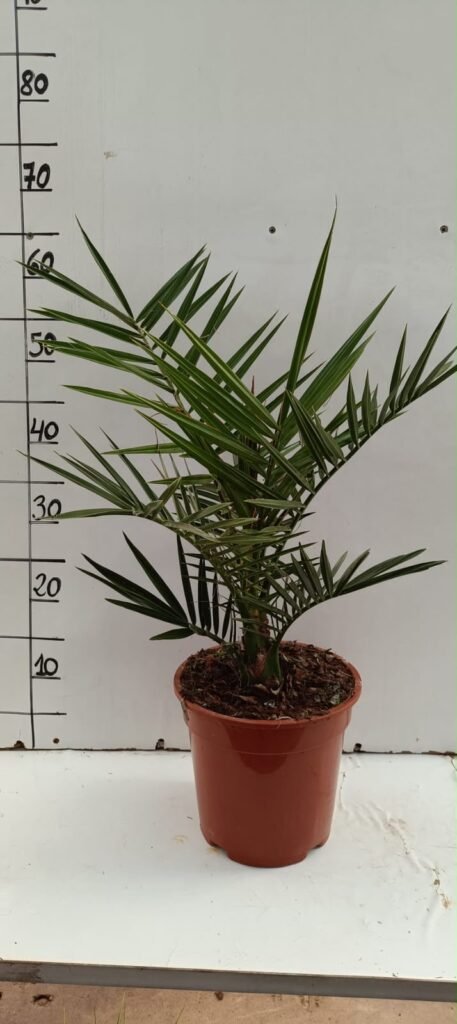 Phoenix Canariensis C20
