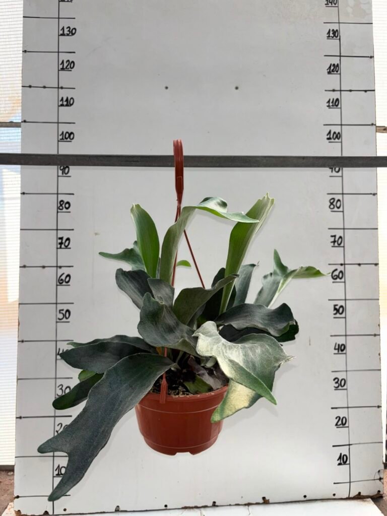 Platycerium T18