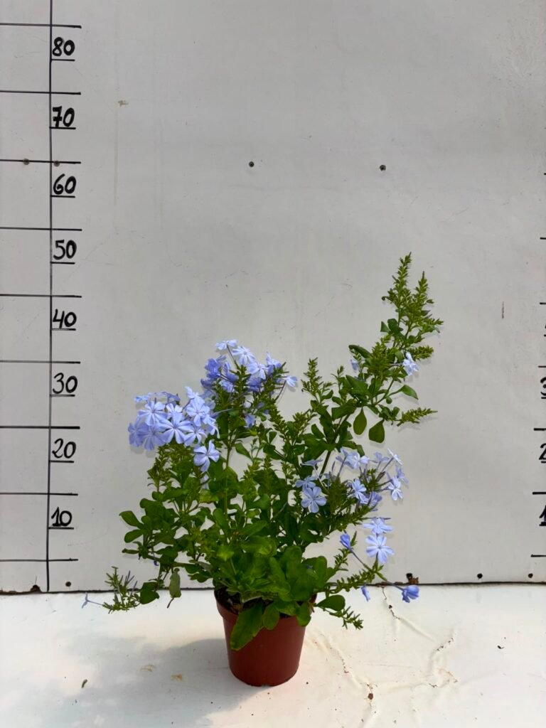 Plumbago M13