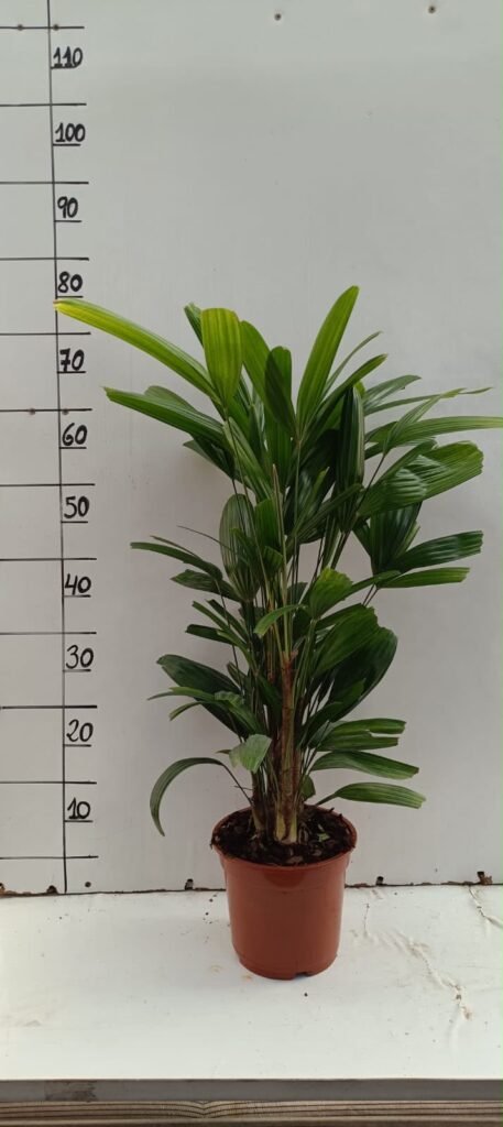 Raphis Excelsa C17