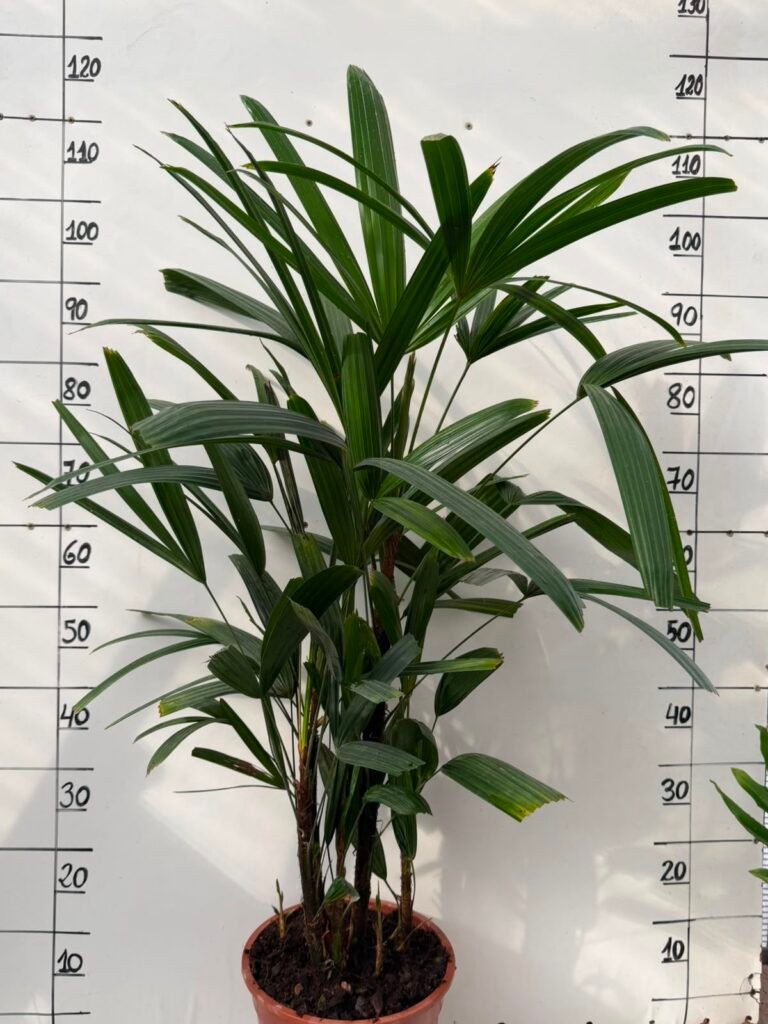 Raphis Excelsa C27