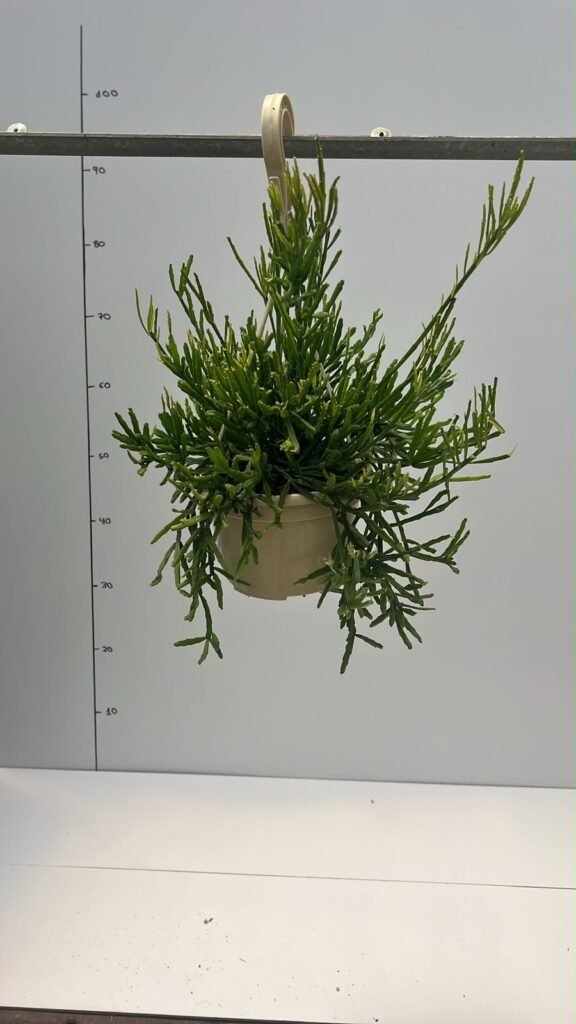 Rhipsalis Coral de Tierra T15
