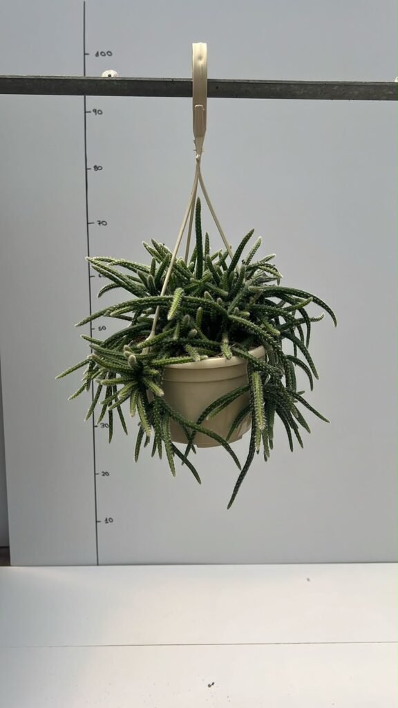 Rhipsalis Baccifera T15