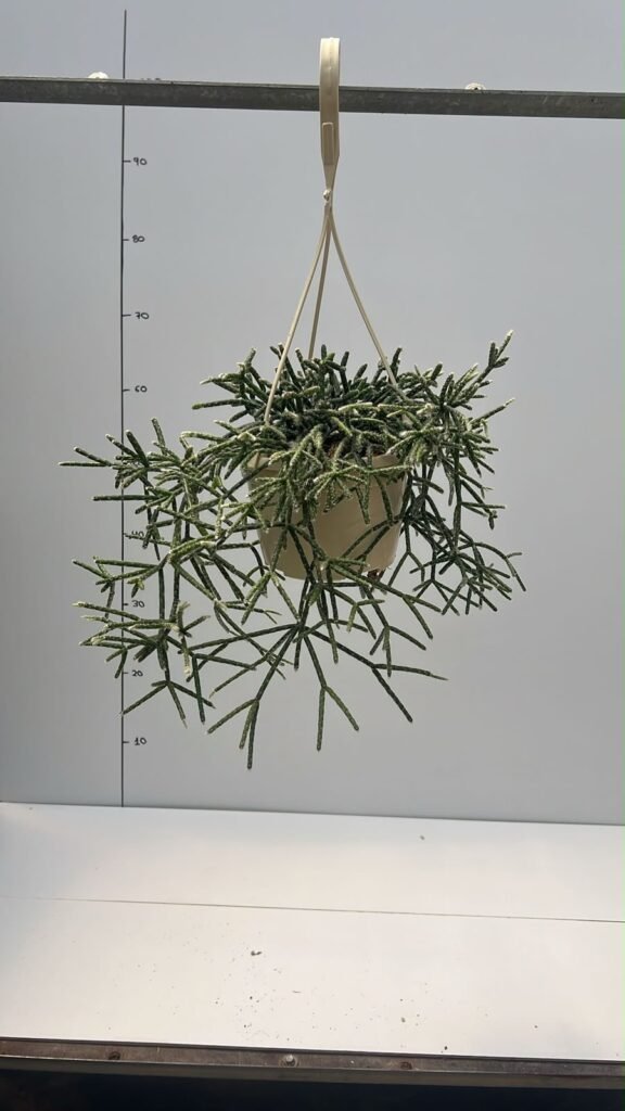 Rhipsalis Muerdago T15