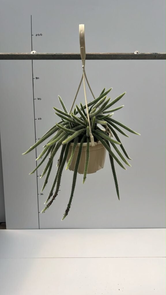 Rhipsalis Cola De Ratón T15