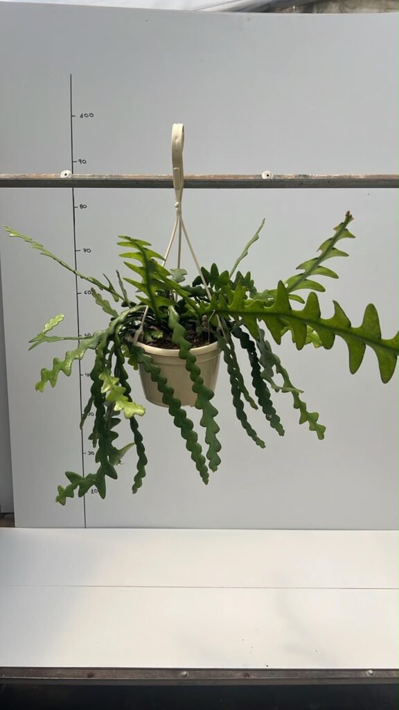 Rhipsalis Diente De Sierra T15
