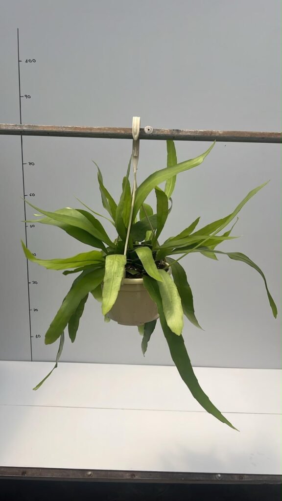 Rhipsalis Hoja De Espada T15