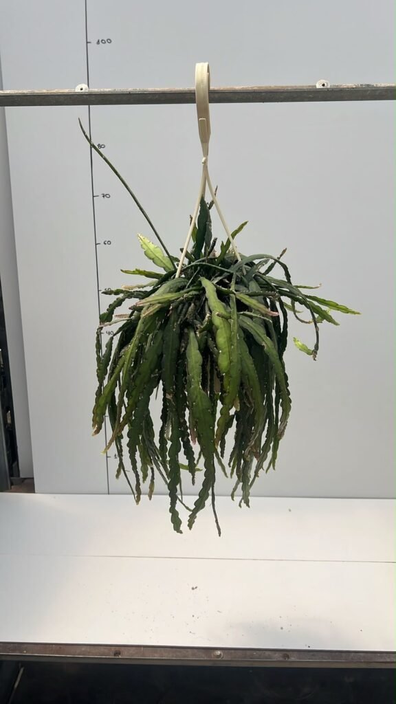 Rhipsalis Hoja Plana T15