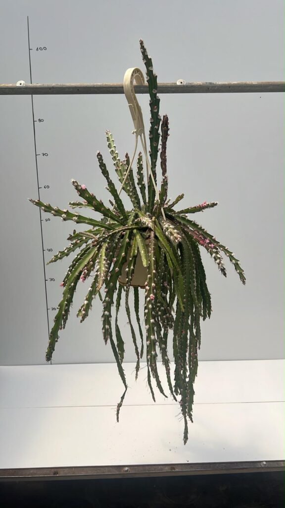Rhipsalis Triangular T15