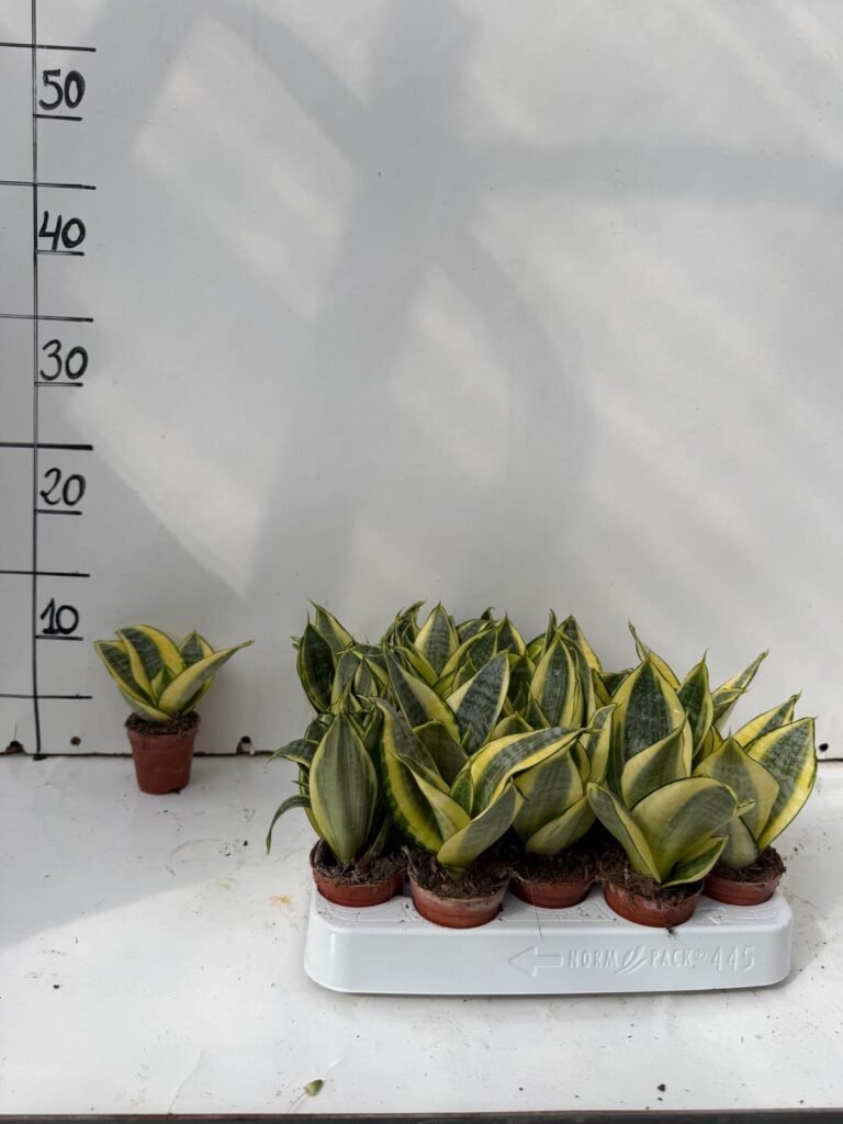 Sansevieria Golden Hanii M5,5