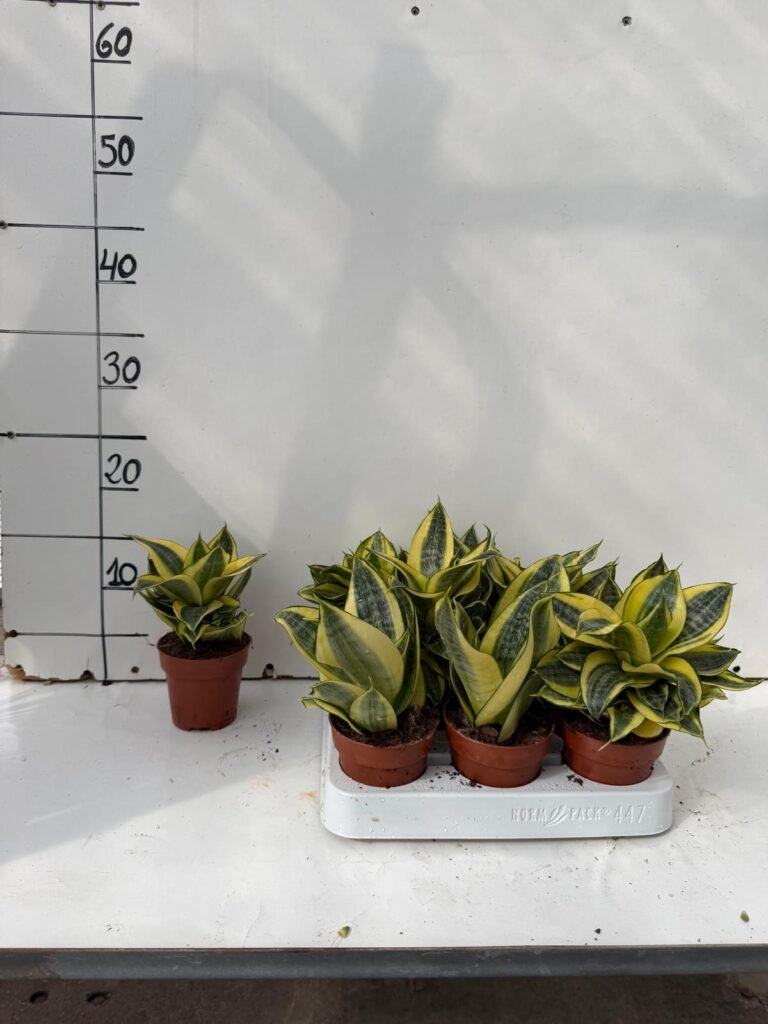 Sansevieria Golden Hanii M8,5