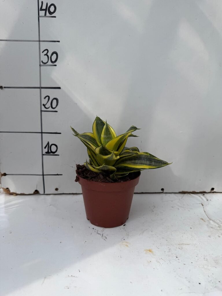 Sansevieria Golden Hanii M13