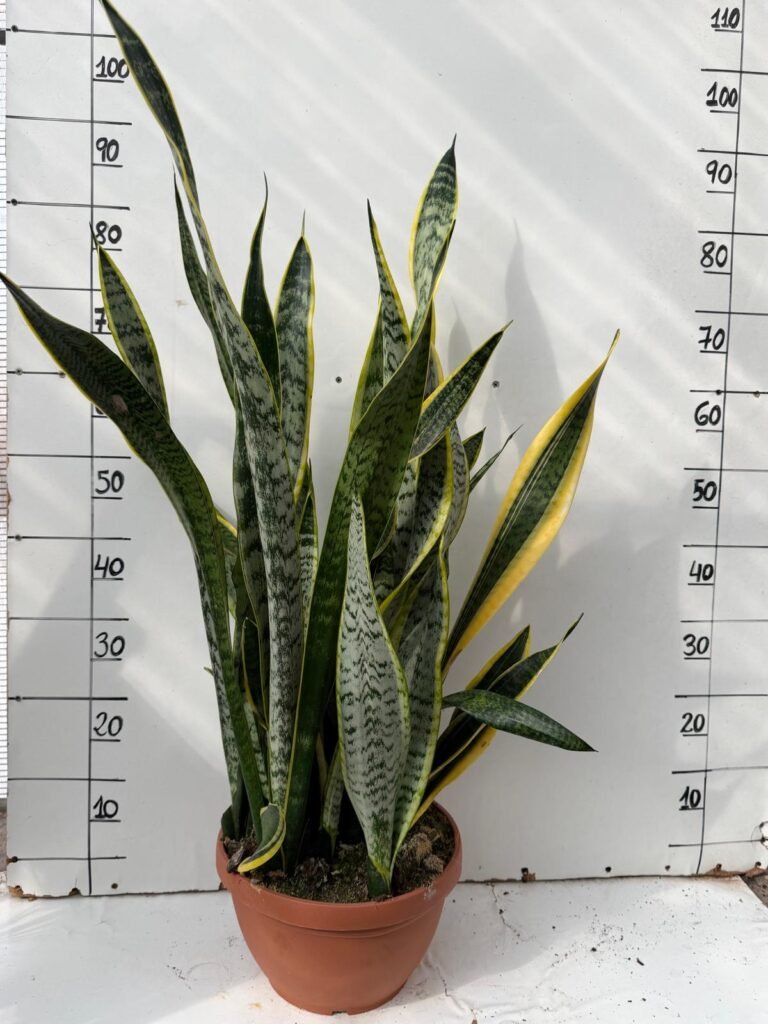 Sansevieria Laurenti T27