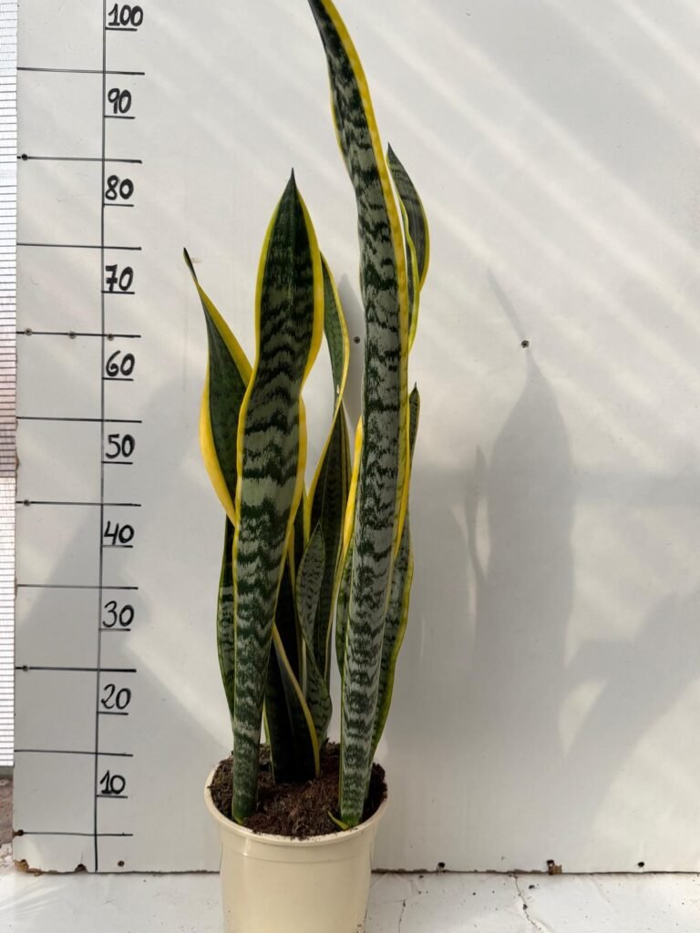 Sansevieria Laurenti C20