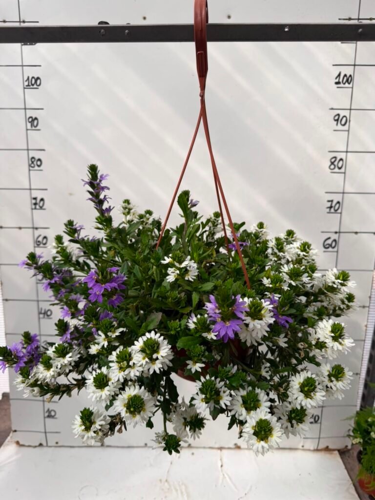 Scaevola T18