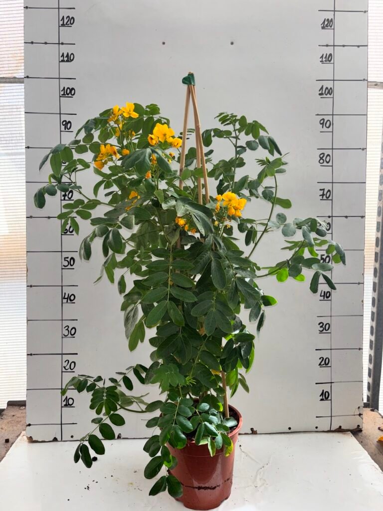 Senna Corymbosa C20
