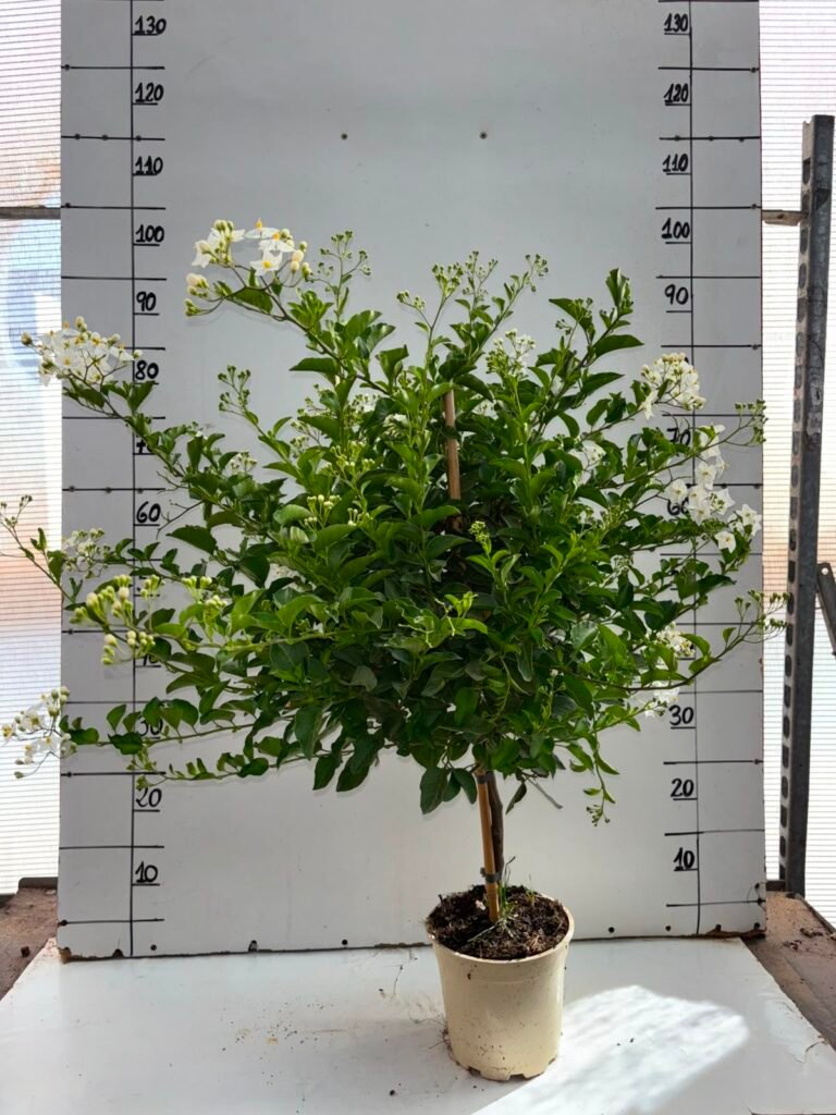Solanum Jasminoides C17
