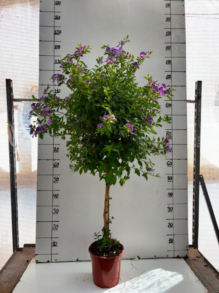 Solanum Rantoneti C20