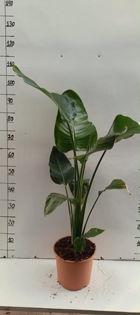 Strelitzia Nicolai M23