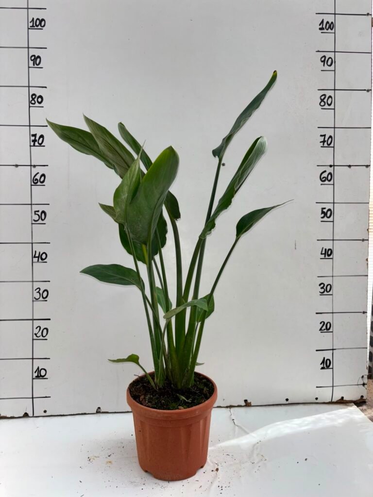 Strelitzia Reginae C20